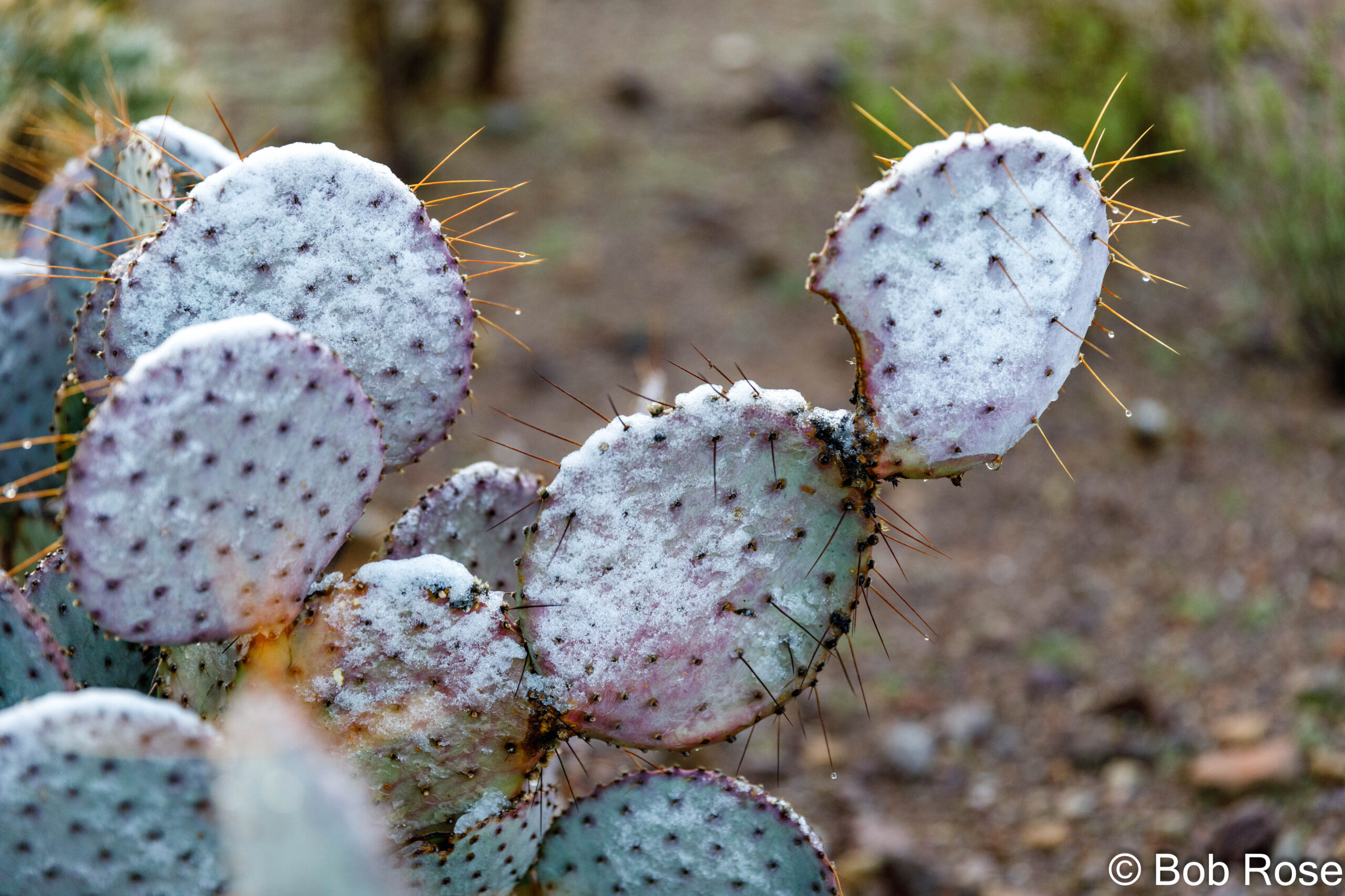 Snow in Tucson